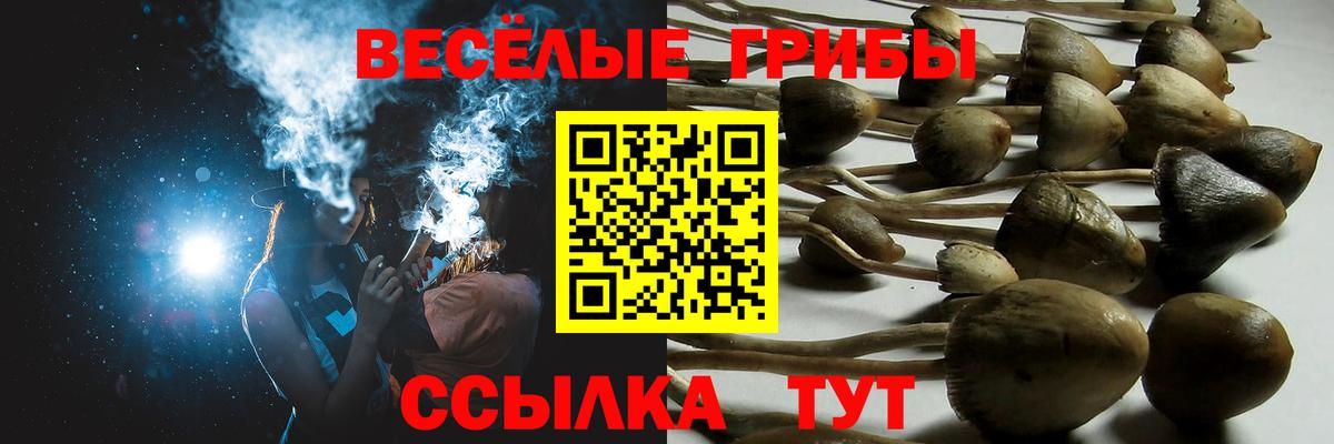 Галлюциногенные грибы Psilocybine cubensis Нововоронеж